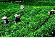 公司参加贵州省安顺市茶叶产业发展座谈会