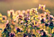 How to Use Biological Pesticides Scientifically