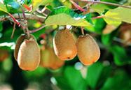 Management Plan for Organic Kiwi Fruit